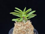 주홍성 朱紅星 Juhongseong