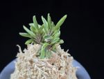 토함산 吐含山 Toganzan (Goemon)