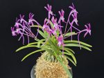 장자홍 長紫紅 Jangjahong