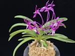 장자홍 長紫紅 Jangjahong