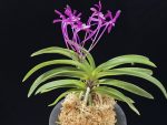 장자홍 長紫紅 Jangjahong