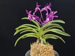장자홍 長紫紅 Jangjahong