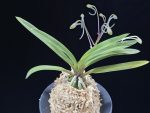 준하모단 駿河牡丹 Surugabotan (ruby root)