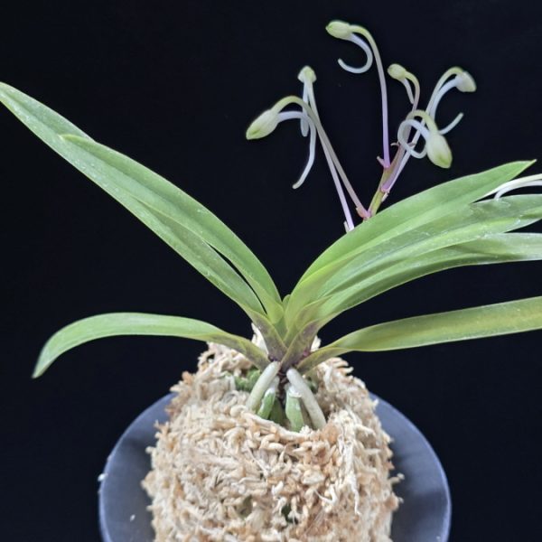 준하모단 駿河牡丹 Surugabotan (ruby root)