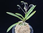 준하모단 駿河牡丹 Surugabotan (ruby root)