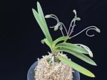 준하모단 駿河牡丹 Surugabotan (ruby root)