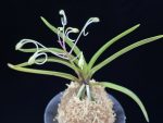 준하모단 駿河牡丹 Surugabotan (ruby root)
