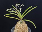 준하모단 駿河牡丹 Surugabotan (ruby root)