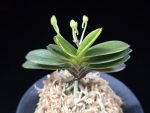 대장금 大壯錦 Daejanggeum(Daiso Nishiki)