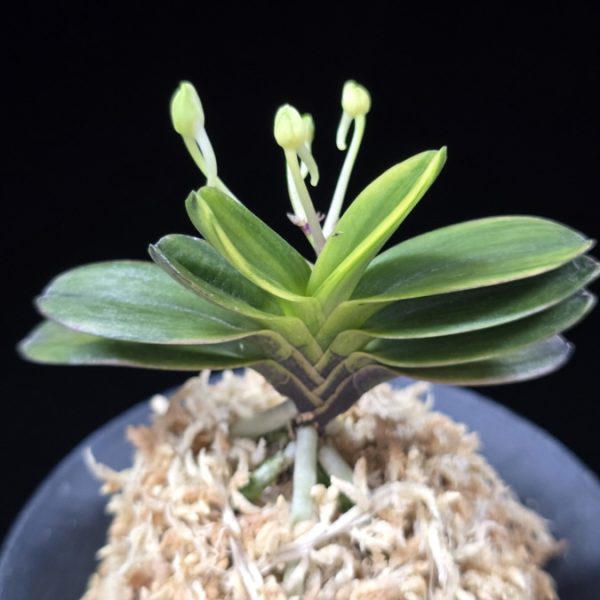 대장금 大壯錦 Daejanggeum(Daiso Nishiki)