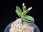 대장금 大壯錦 Daejanggeum(Daiso Nishiki)