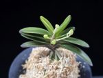 대장금 大壯錦 Daejanggeum(Daiso Nishiki)