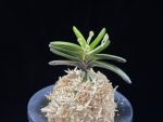 대장금 大壯錦 Daejanggeum(Daiso Nishiki)