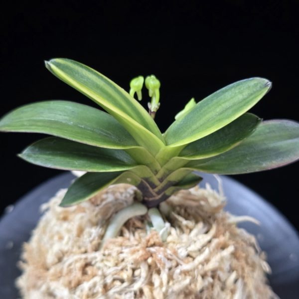 대장금 大壯錦 Daejanggeum(Daiso Nishiki)