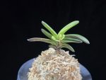 대장금 大壯錦 Daejanggeum(Daiso Nishiki)