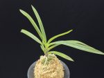 팔방 八房 Yatsufusa