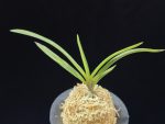 팔방 八房 Yatsufusa
