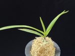 팔방 八房 Yatsufusa