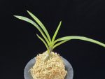 팔방 八房 Yatsufusa
