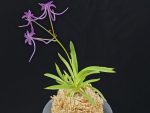 공주 公主 Gongju
