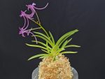 공주 公主 Gongju