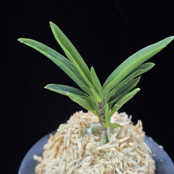 파격 破格(破天荒) Pagyeok(Hatenko)