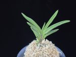 파격 破格(破天荒) Pagyeok(Hatenko)