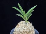 파격 破格(破天荒) Pagyeok(Hatenko)