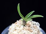 파격 破格(破天荒) Pagyeok(Hatenko)
