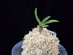 파격 破格(破天荒) Pagyeok(Hatenko)