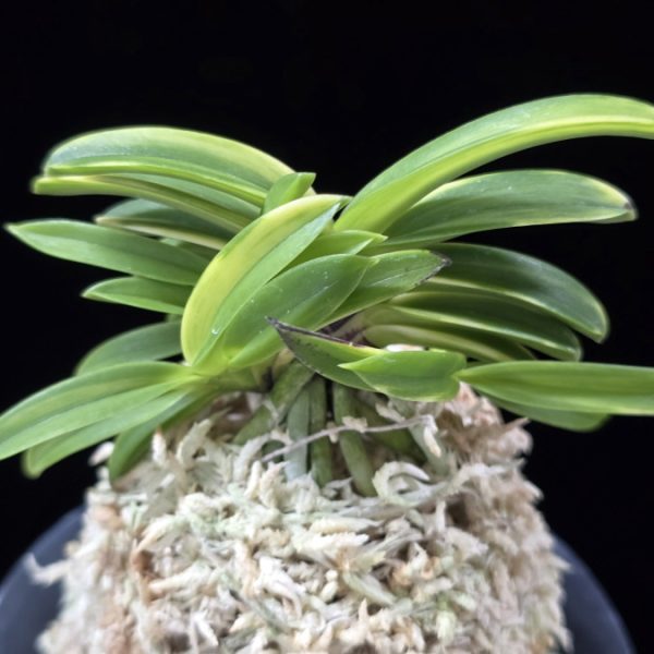 비금 轡錦 Kutsuwa nishiki