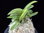 비금 轡錦 Kutsuwa nishiki