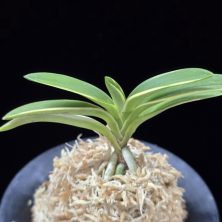 소풍 笑風 Sopung