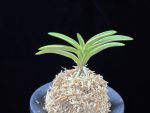 소풍 笑風 Sopung