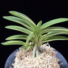 소풍 笑風 Sopung