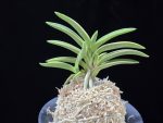소풍 笑風 Sopung