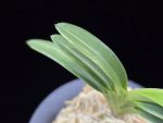 대응환호 大鷹丸縞 Otakamaru shima