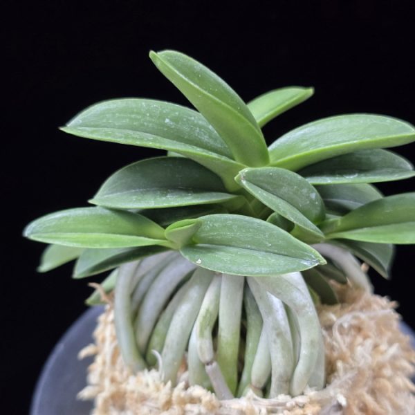 장원 壯元 Jangwon (Amami*Tamraok)