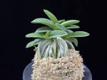 장원 壯元 Jangwon (Amami*Tamraok)