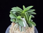 장원 壯元 Jangwon (Amami*Tamraok)