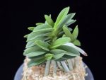 장원 壯元 Jangwon (Amami*Tamraok)