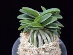 장원 壯元 Jangwon (Amami*Tamraok)