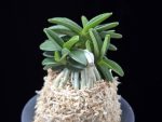 장원 壯元 Jangwon (Amami*Tamraok)