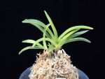 천모단 泉牡丹 Izumibotan