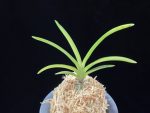 해모수 解慕漱 Haemosu (Kaibosou) (Ruby root)