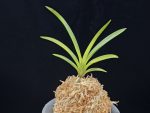 해모수 解慕漱 Haemosu (Kaibosou) (Ruby root)