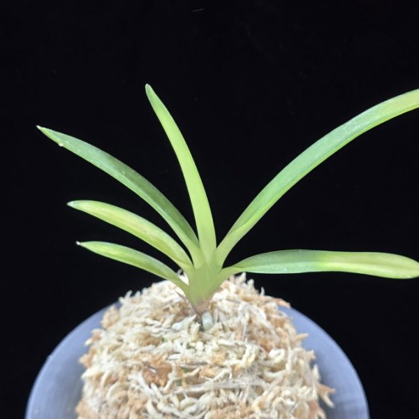 해모수 解慕漱 Haemosu (Kaibosou) (Ruby root)