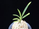 해모수 解慕漱 Haemosu (Kaibosou) (Ruby root)