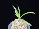 해모수 解慕漱 Haemosu (Kaibosou) (Ruby root)
