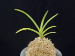 해모수 解慕漱 Haemosu (Kaibosou) (Ruby root)